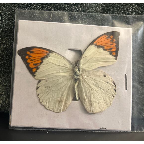 Vintage Pair of Butterfly Specimen for Projects, Art , Framing - Picture 4 of 7